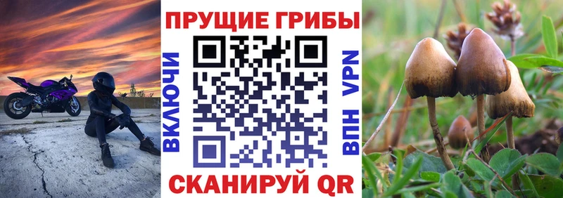 Галлюциногенные грибы мицелий  shop как зайти  Стерлитамак  OMG вход 